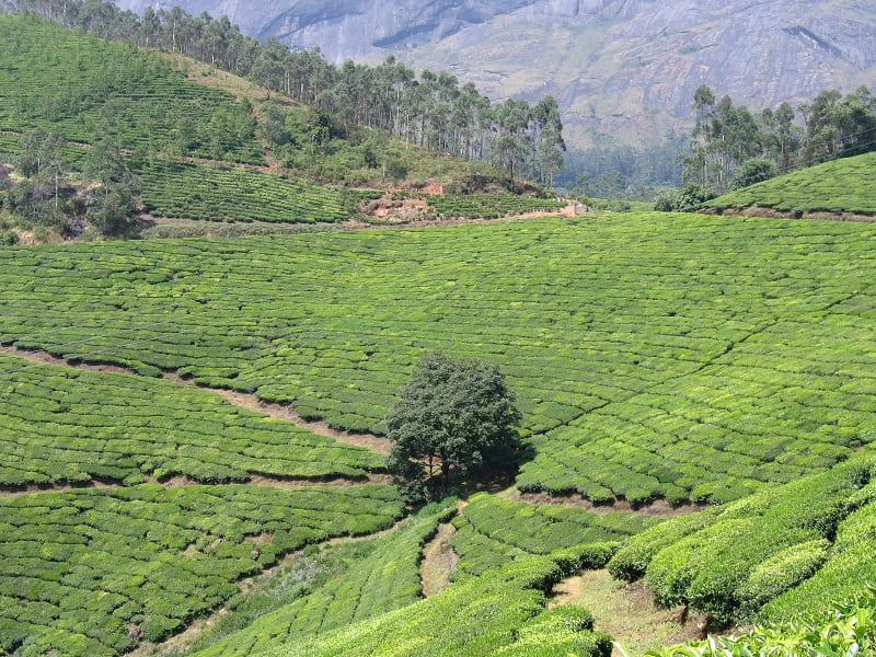 Munnar Photo1