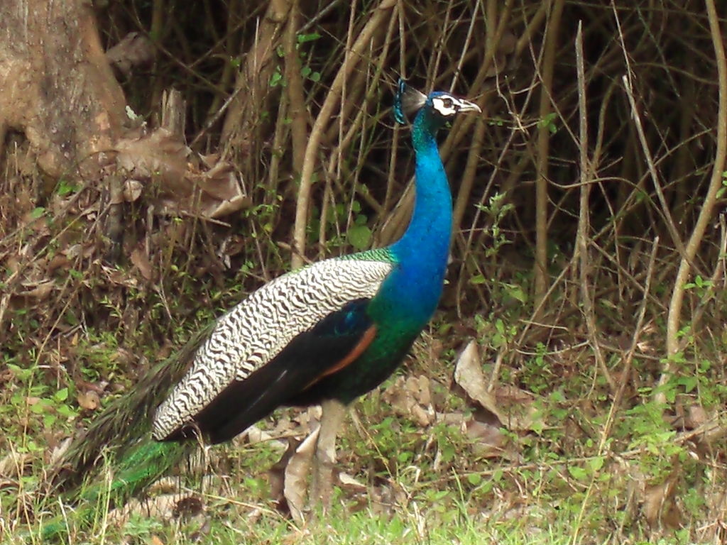 Bandipur National Park Image