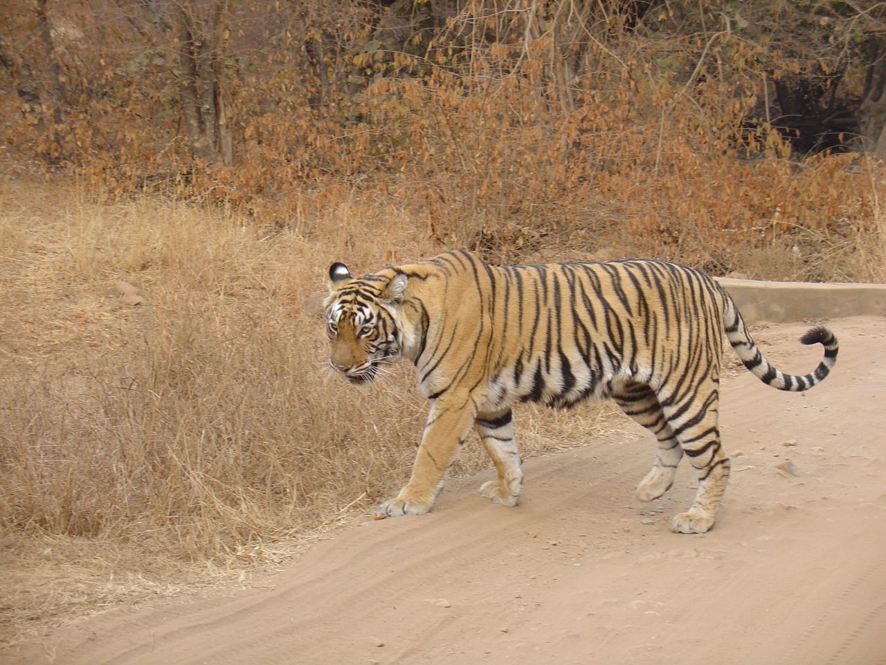 Palamu National Park Image