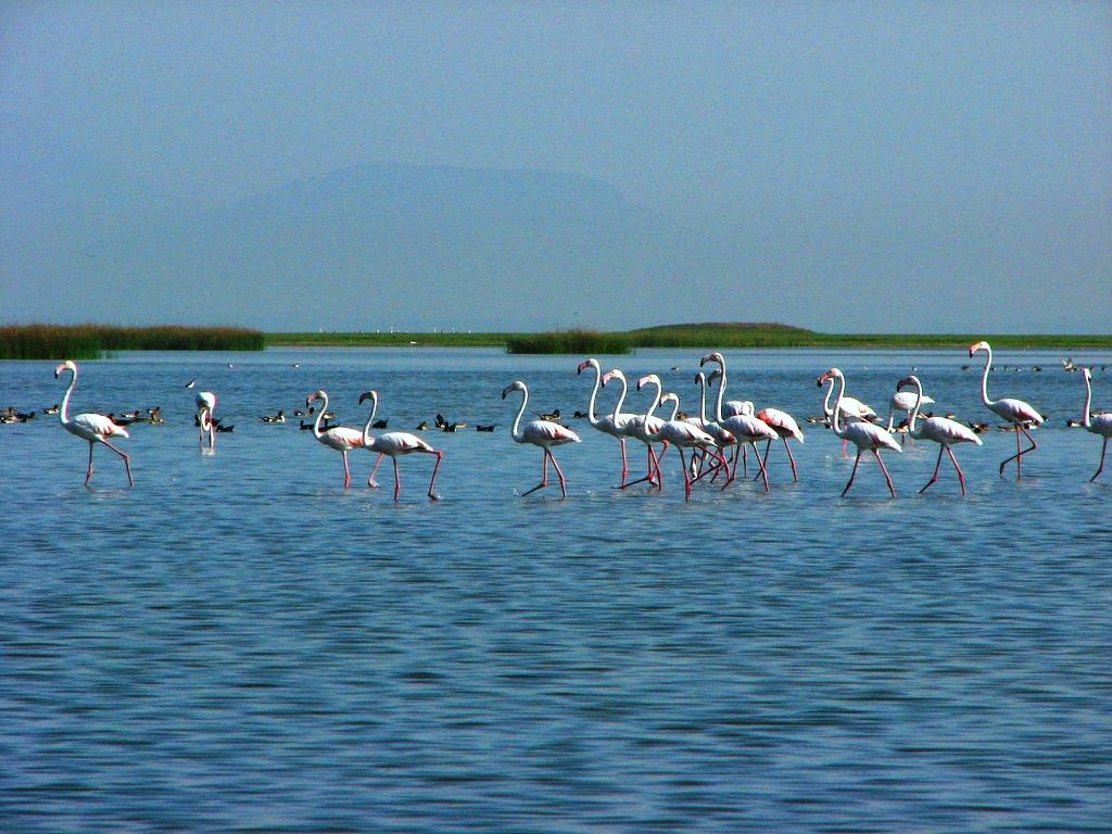 Chilka Lake Image