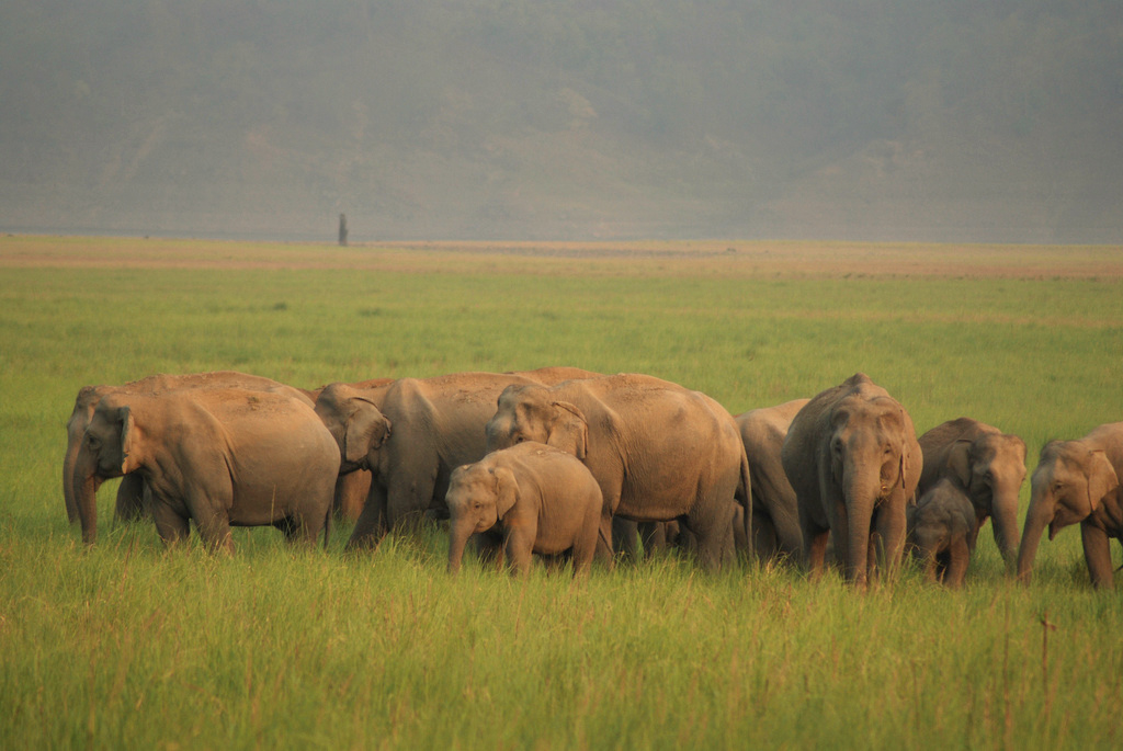 Jim Corbett National Park Image