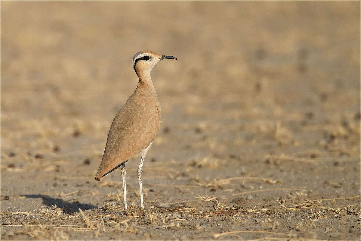 Desert National Sanctuary Image