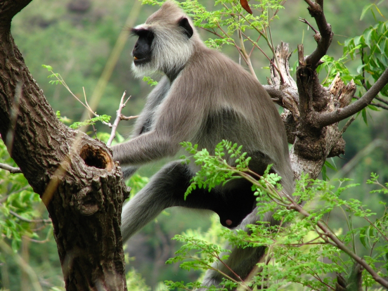 Indira Gandhi Wildlife Sanctuary Image