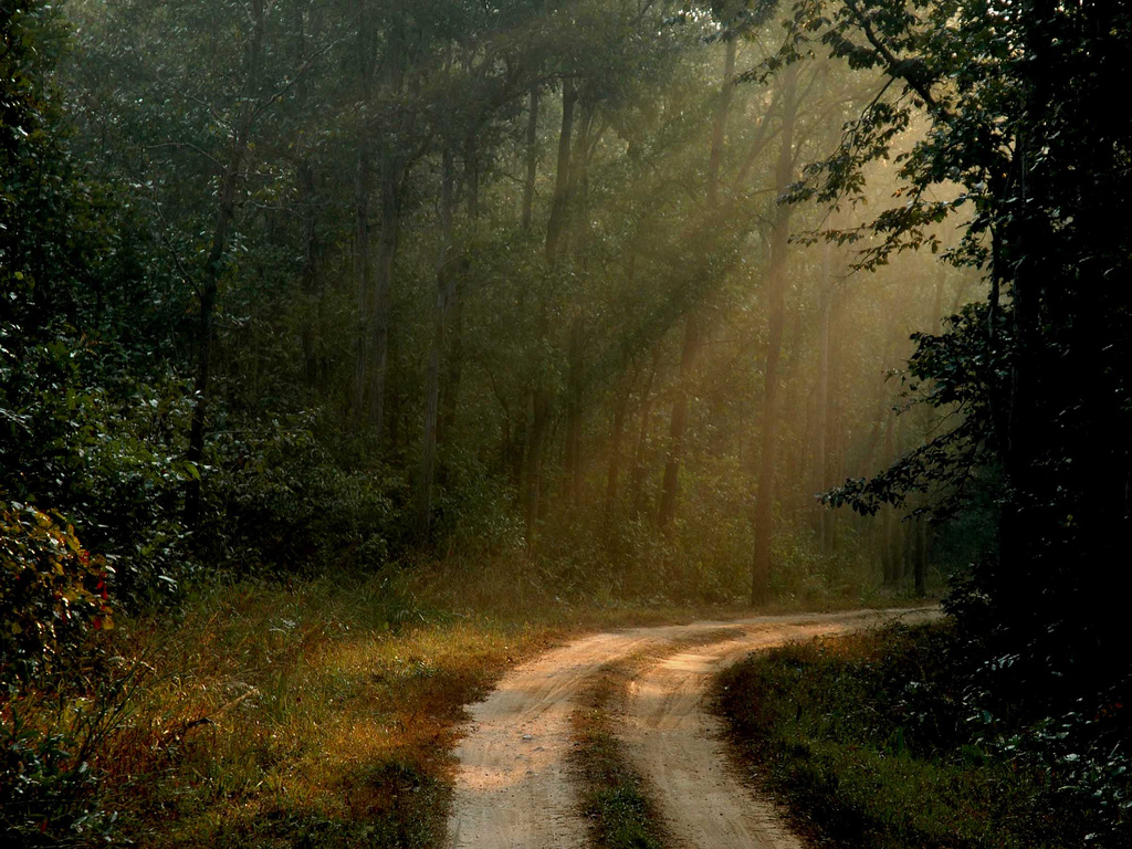 Kanha National Park Image