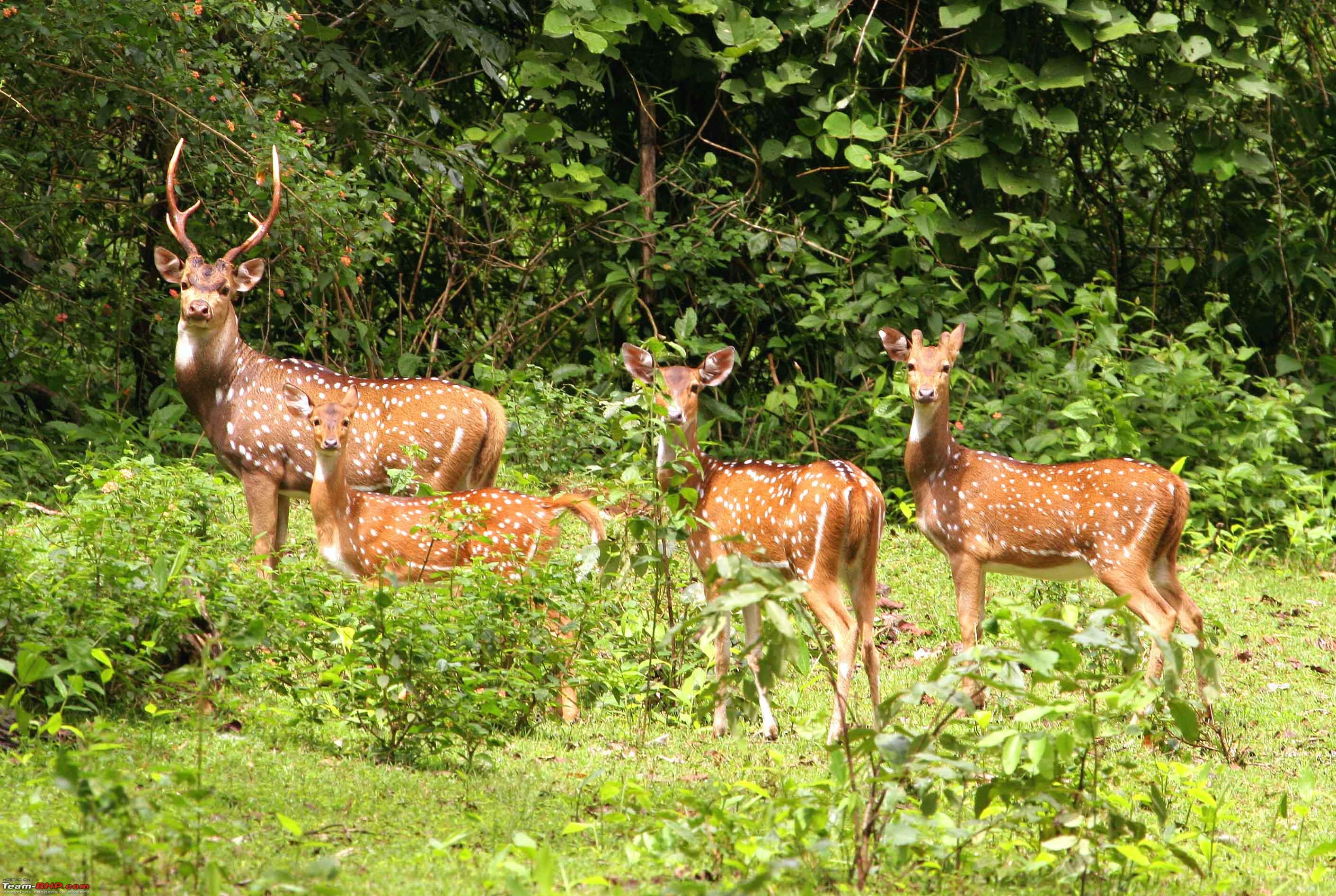 Kaziranga National Park Image