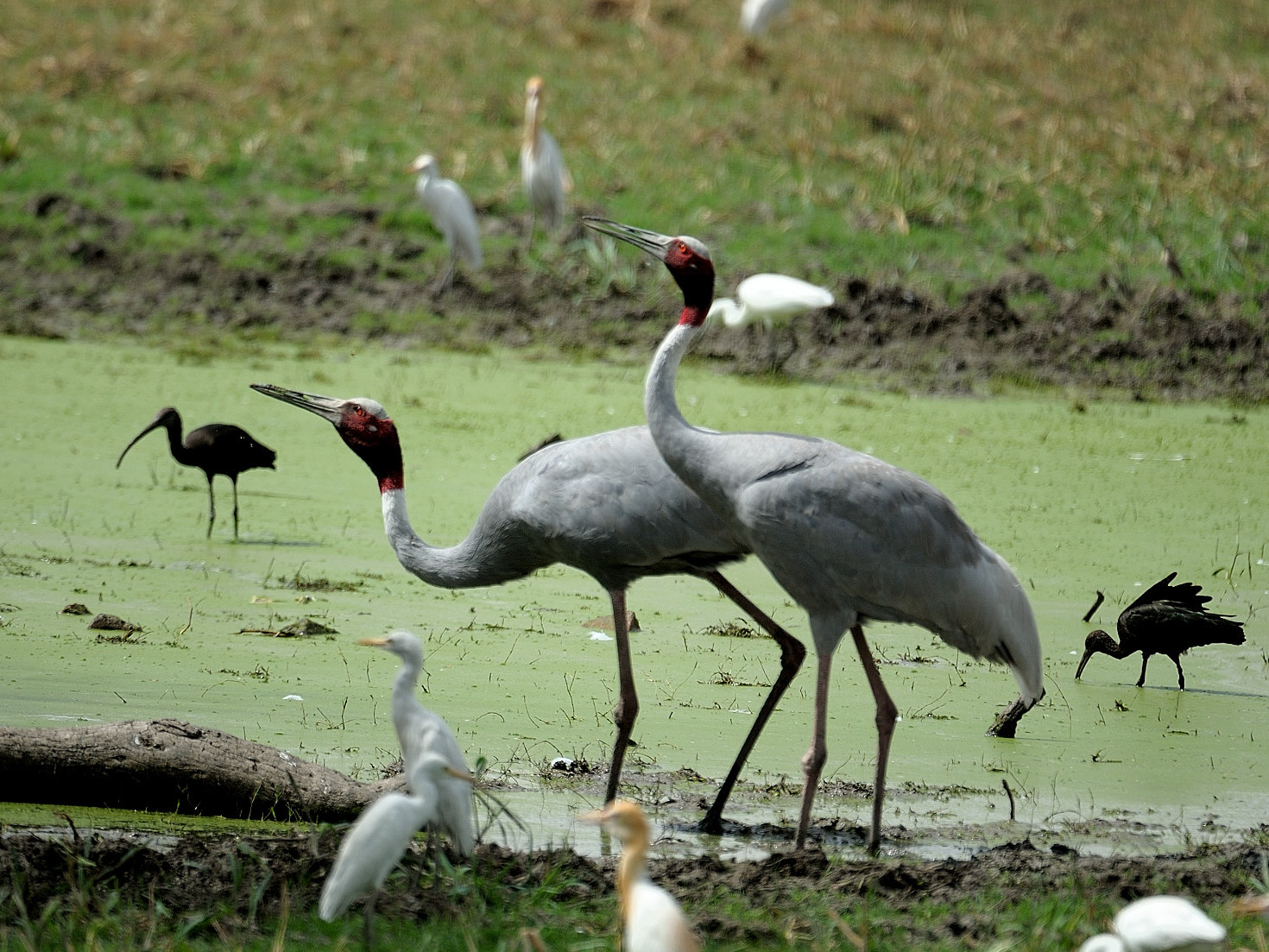 Keoladeo Ghana National Park Image