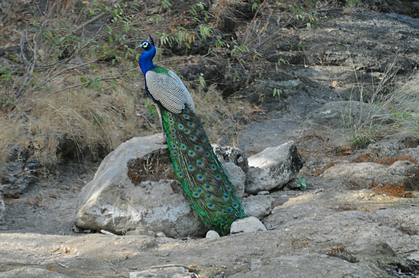 Sasan Gir National Park Image