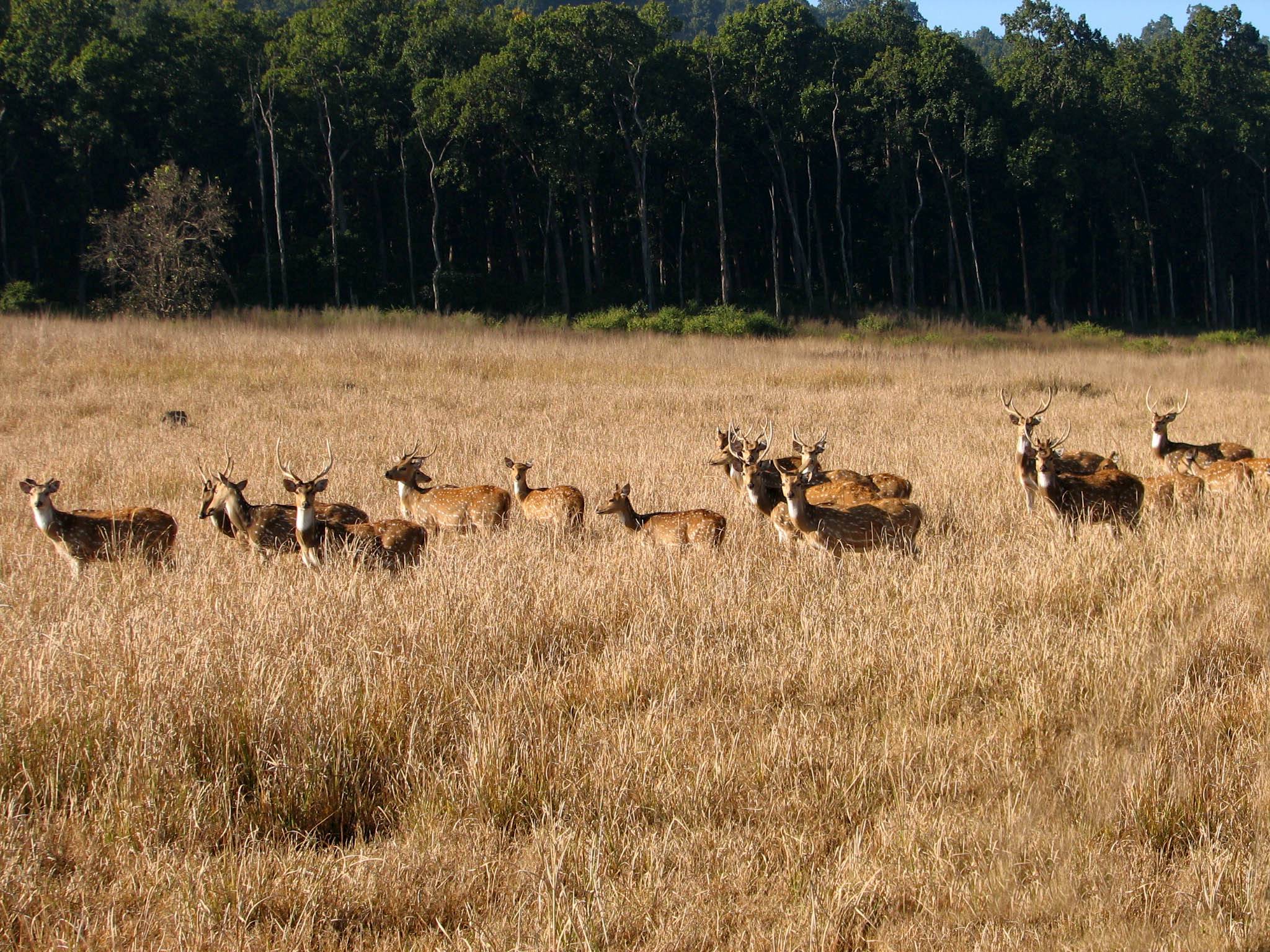 Rajaji National Park Image