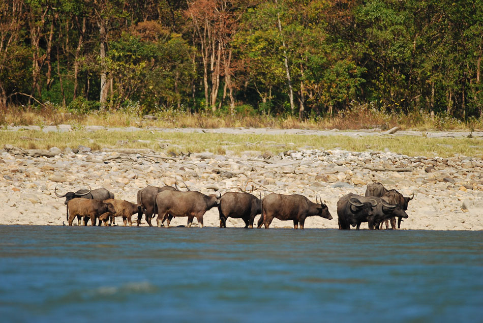 Manas Tiger Reserve Image