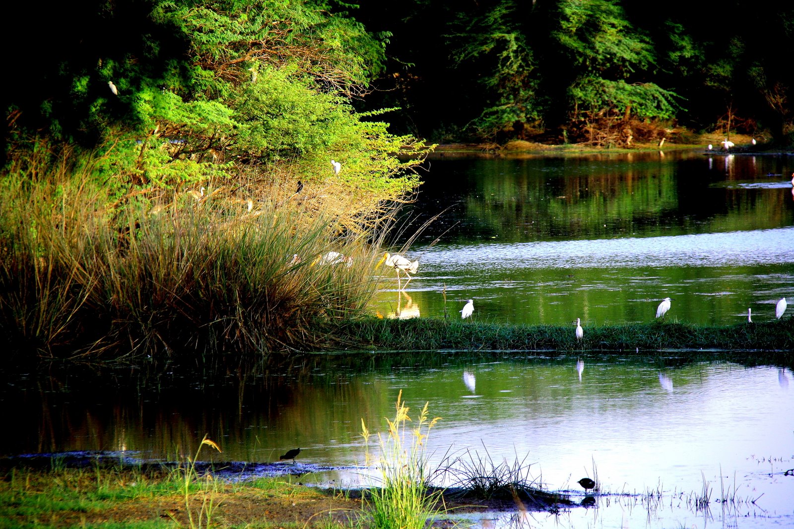 Sultanpur Bird Sanctuary Image