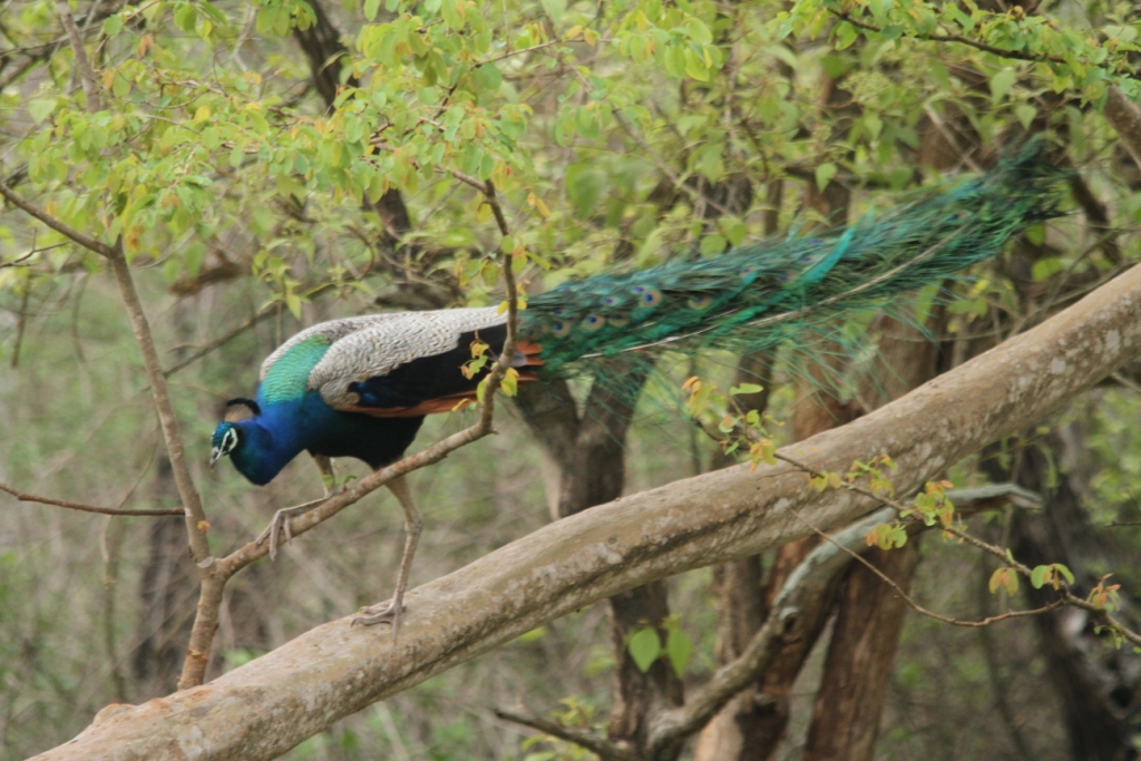 Mudumalai Wildlife Sanctuary Image