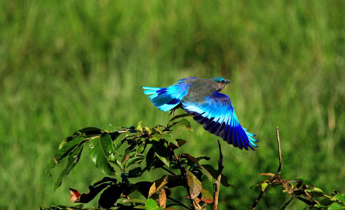 Bharatpur Bird Sanctuary Image