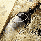 Signature Signature Image