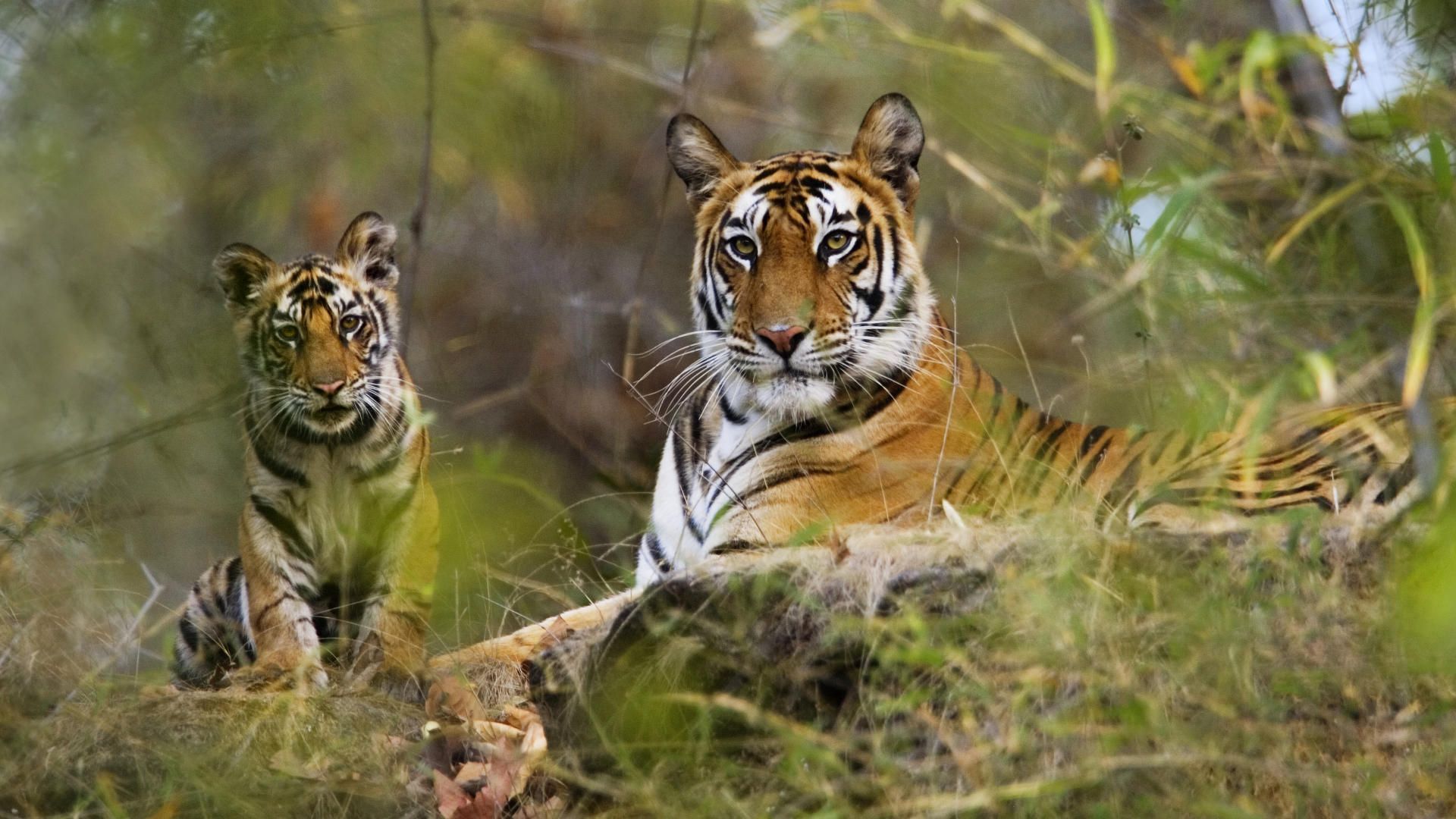 Bandhavgarh National Park Image