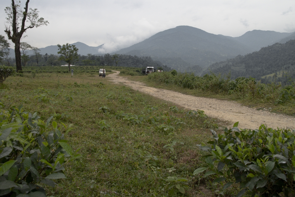 Gorumara National Park Image