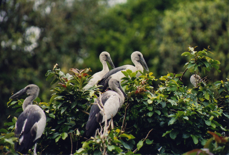 Karnala Bird Sanctuary Image