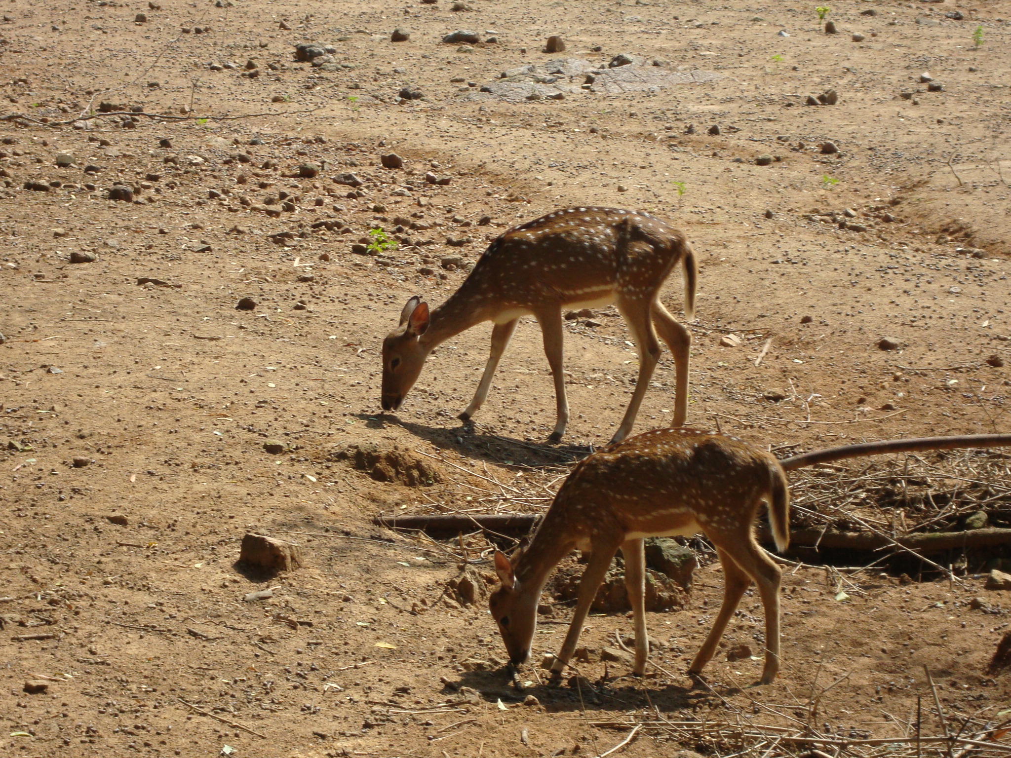 Arignar Anna Zoological Park Image