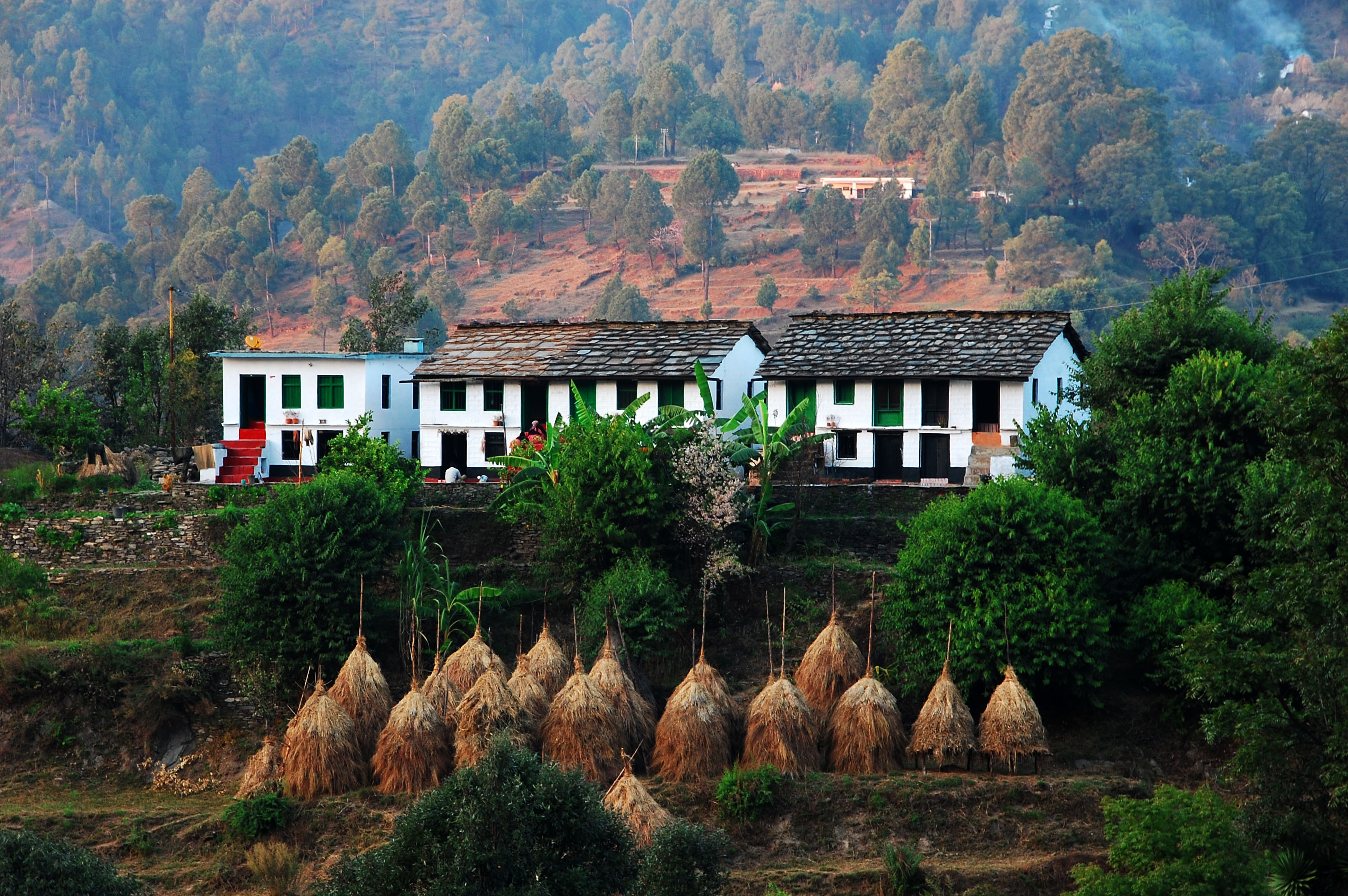 Binsar Image