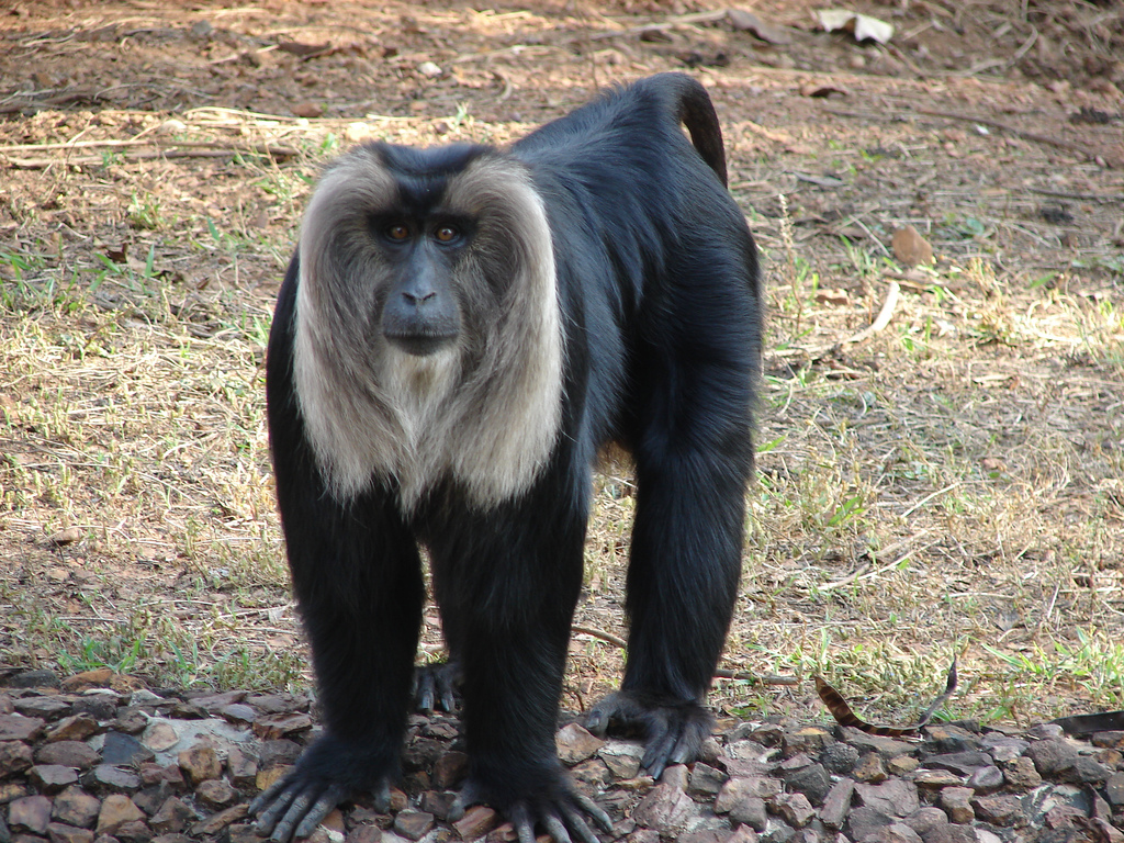 Nandan Kanan Zoo Image