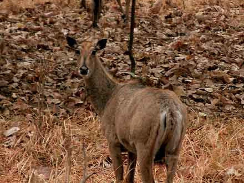 Panna National Park Image