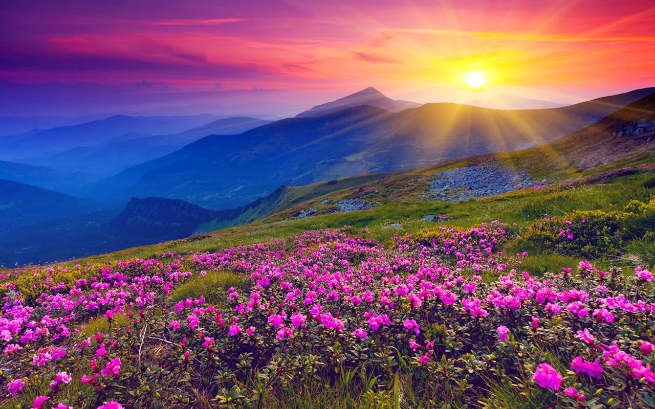 Valley of Flowers Image