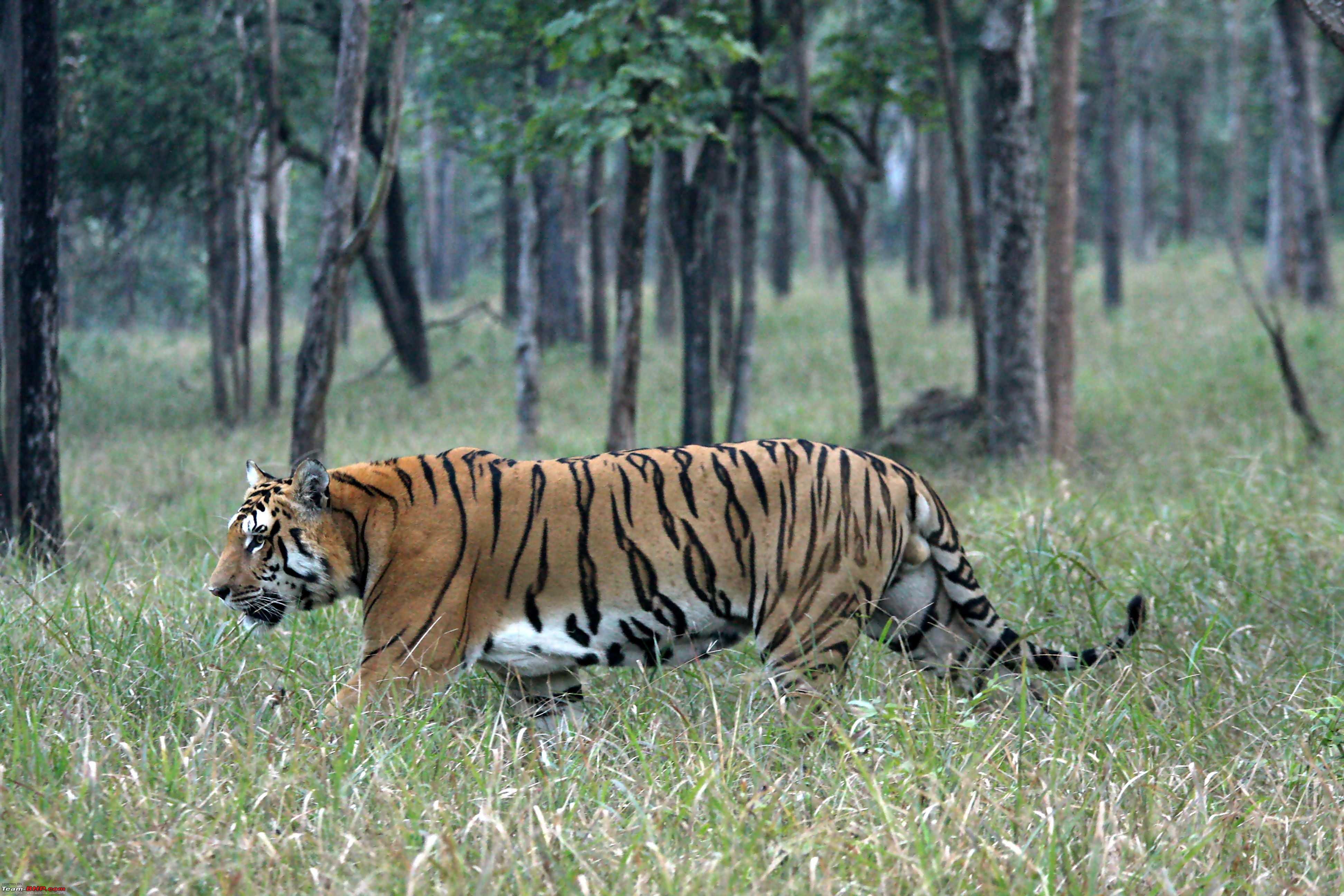 Pench Tiger Reserve Image