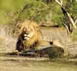 Kruger National Park Image