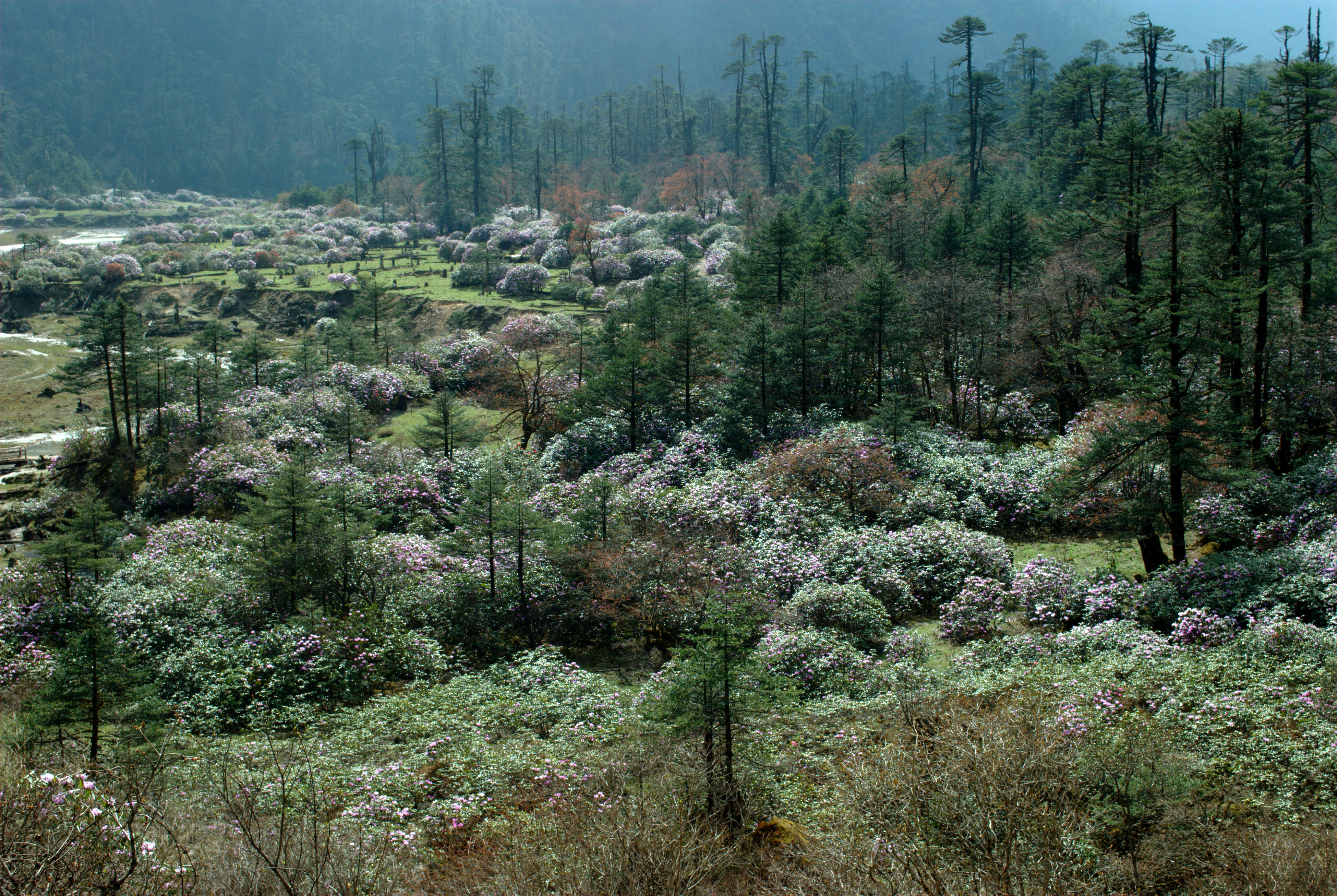 South Sikkim Image