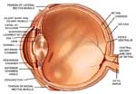 General Tips on Eye Care Image