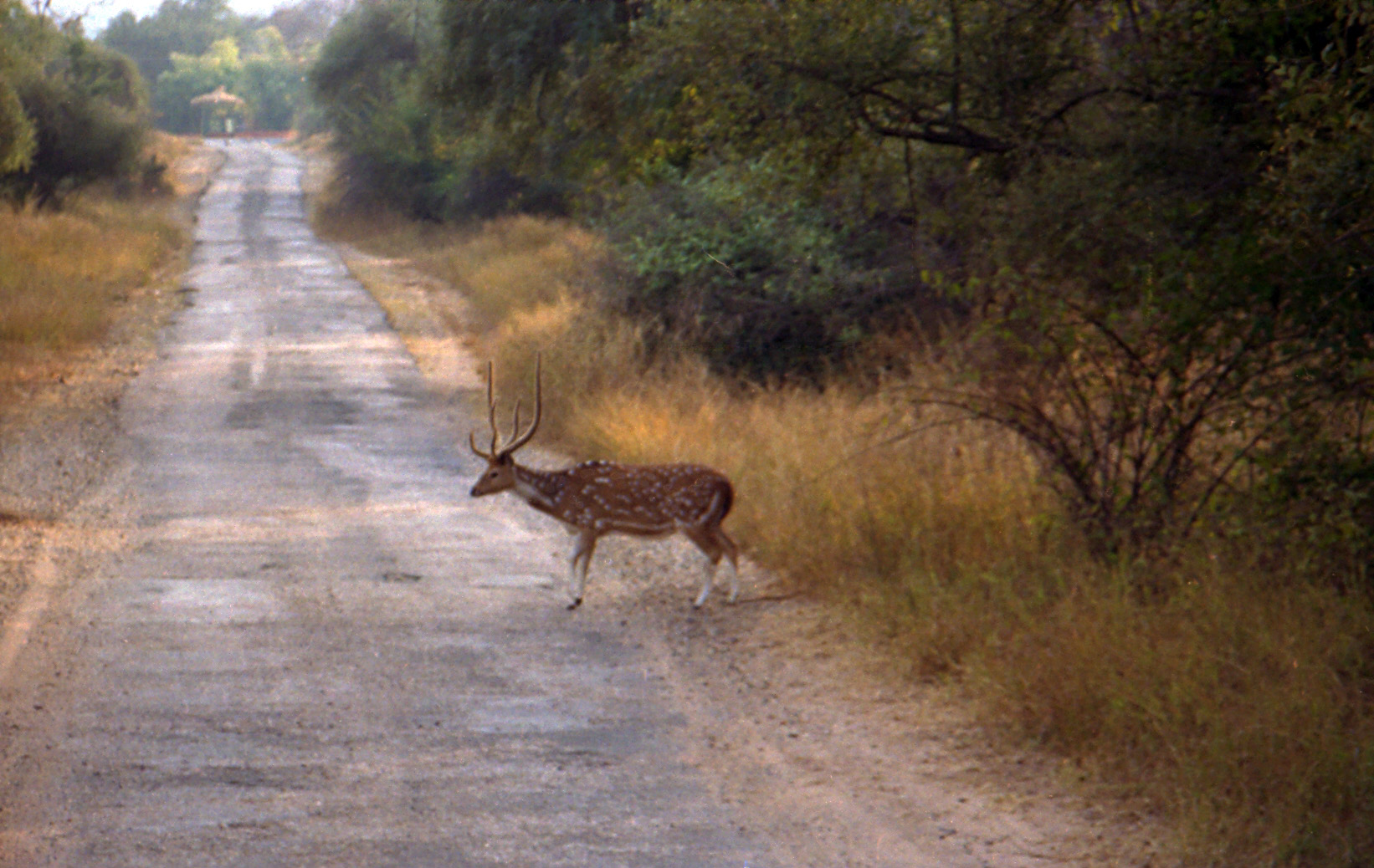 Sariska National Park Image