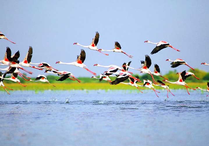 Nal Sarovar Bird Sanctuary Image