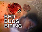 Bug Buster - Bed Bug Treatment Image