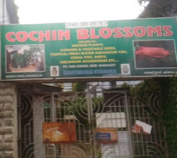 Blossoms - Cochin Image