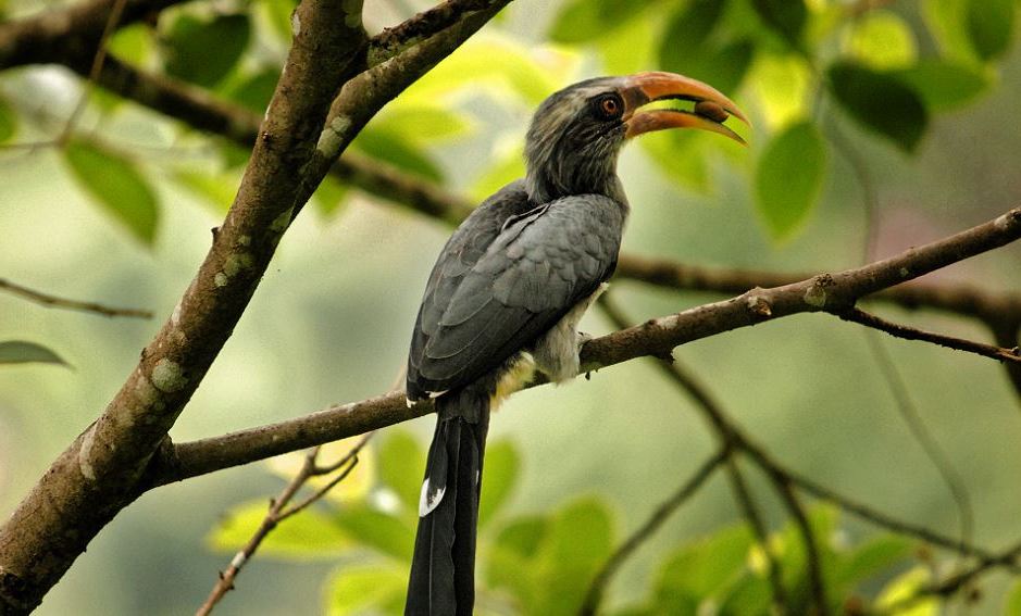 Thattekad Bird Sanctuary Image