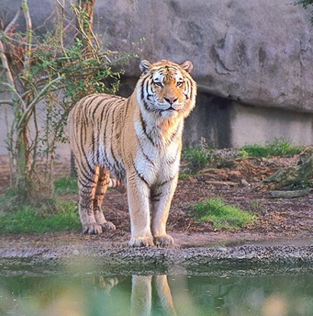 Simlipal National Park Image