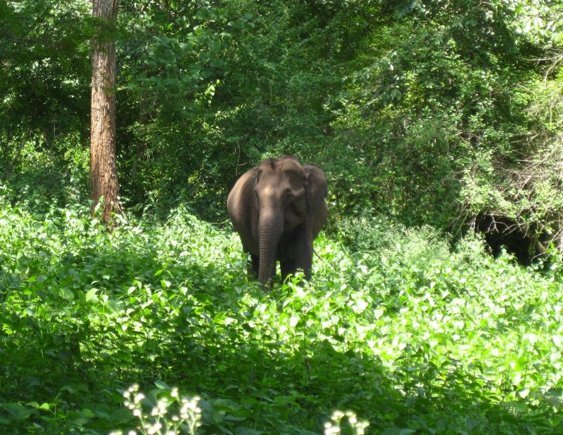 Parambikulam Image