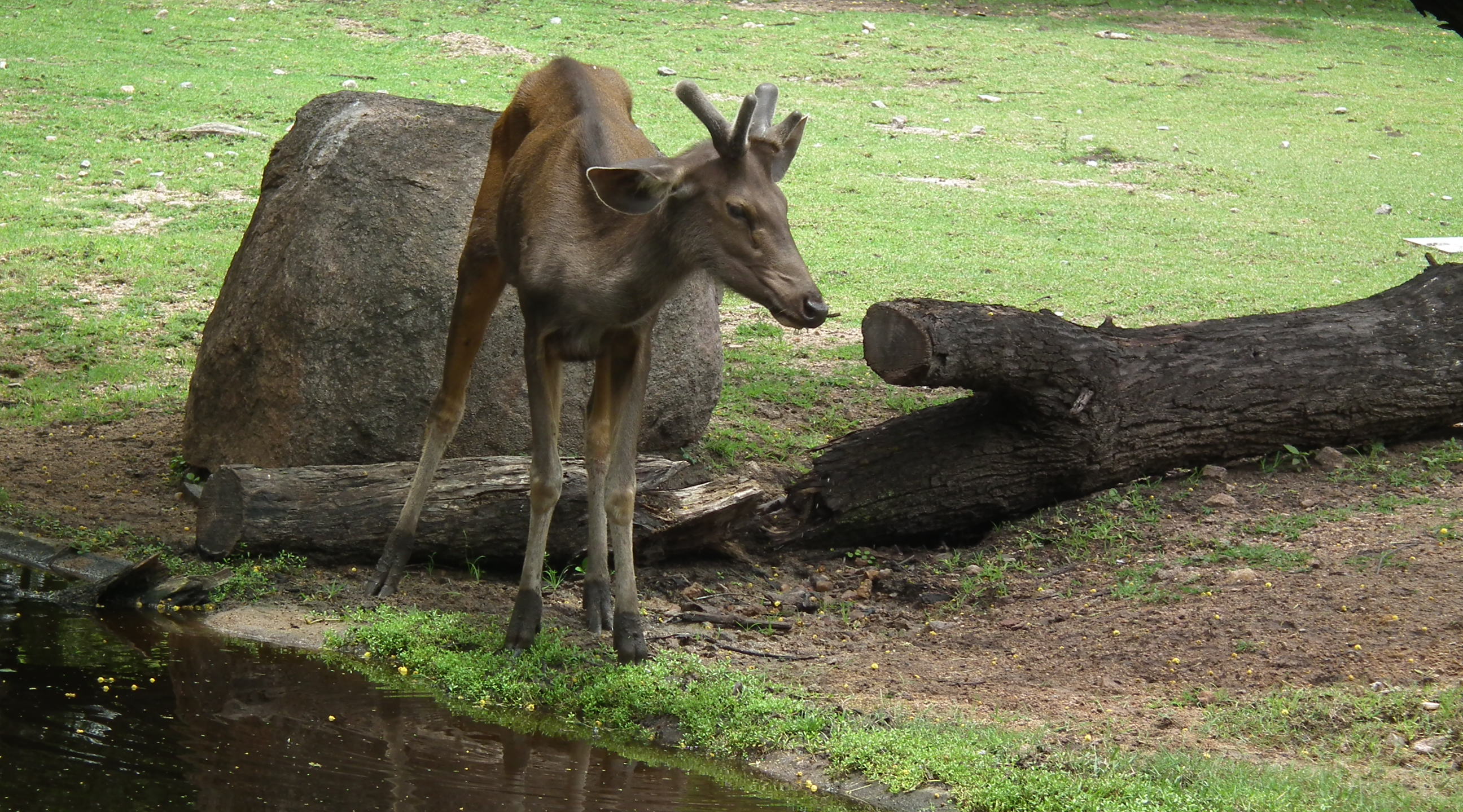 Hyderabad zoo Image