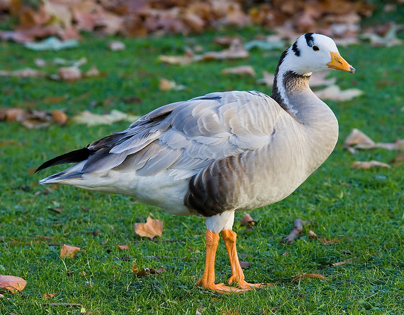 Kundakulam Bird Sanctuary Image