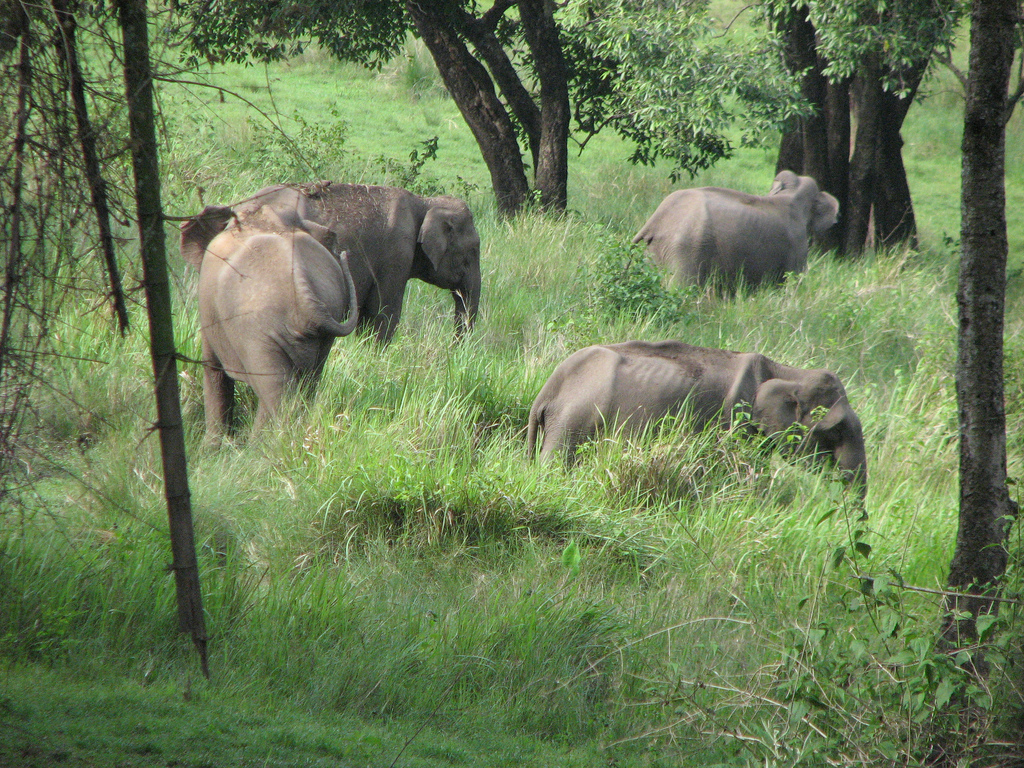 Nilgiri Biosphere Reserve Image