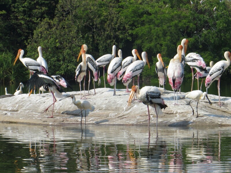 Ranganathittu Bird Sanctuary Image