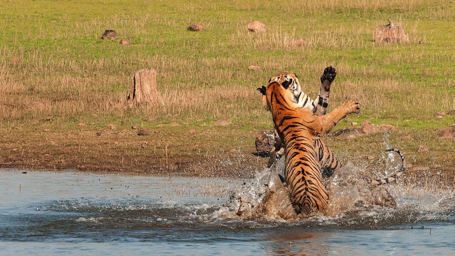 Tadoba Andhari Tiger Reserve Image