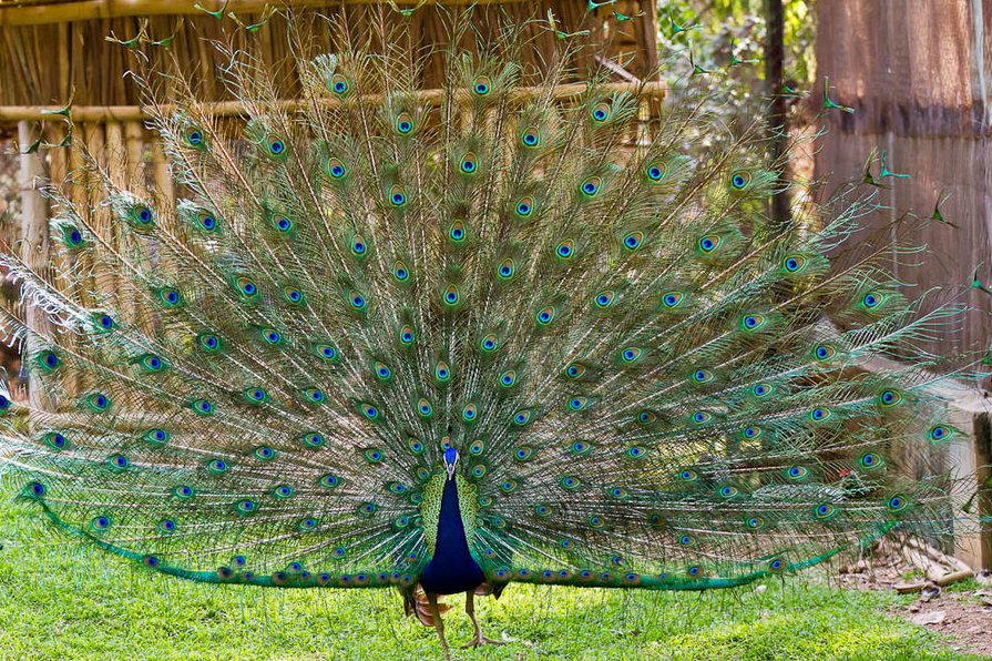 Mysore Zoo Image