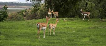 Madhai Wildlife Resort - Hoshangabad Image