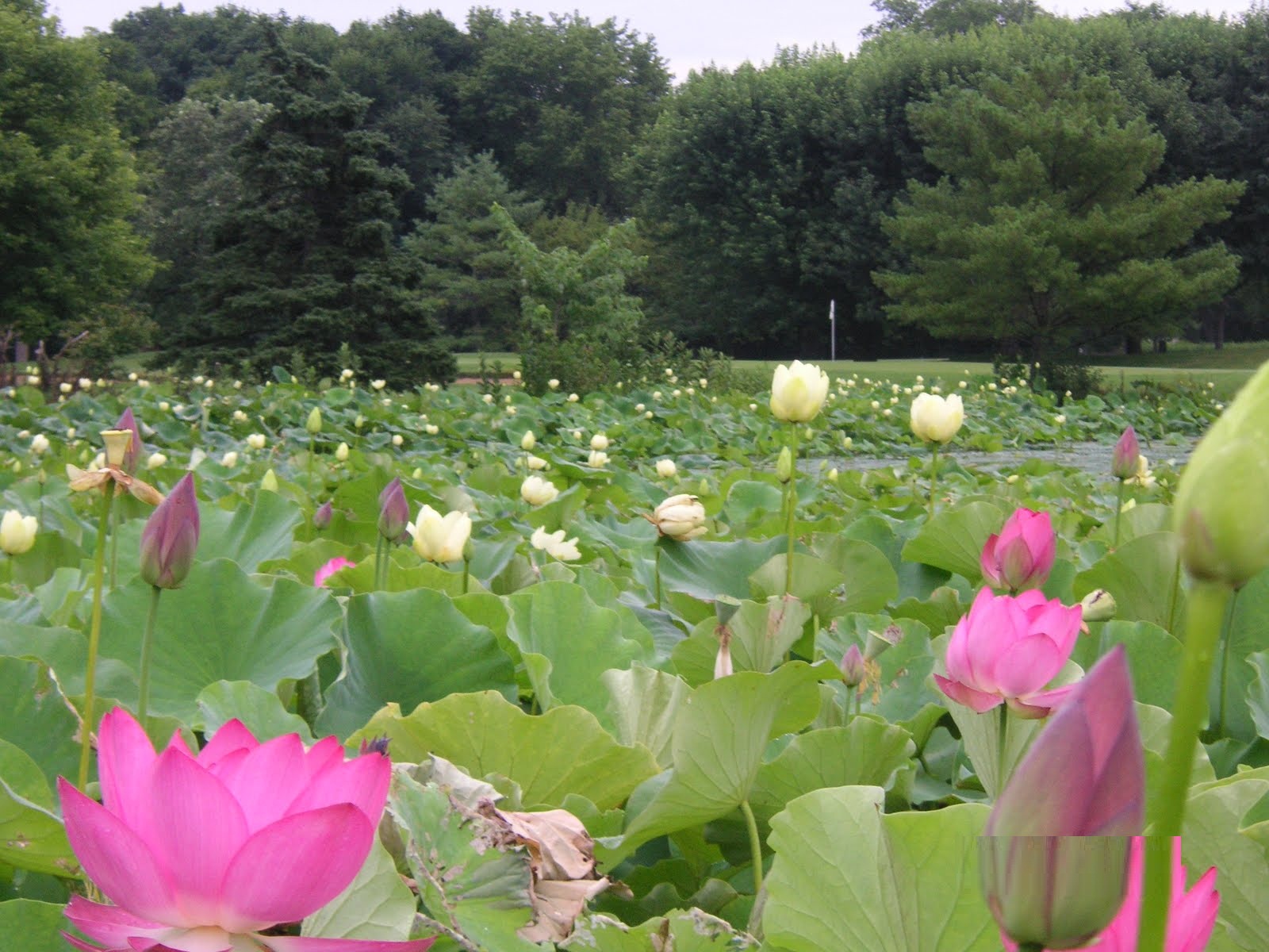 Lotus Pond Park - Hyderabad Image