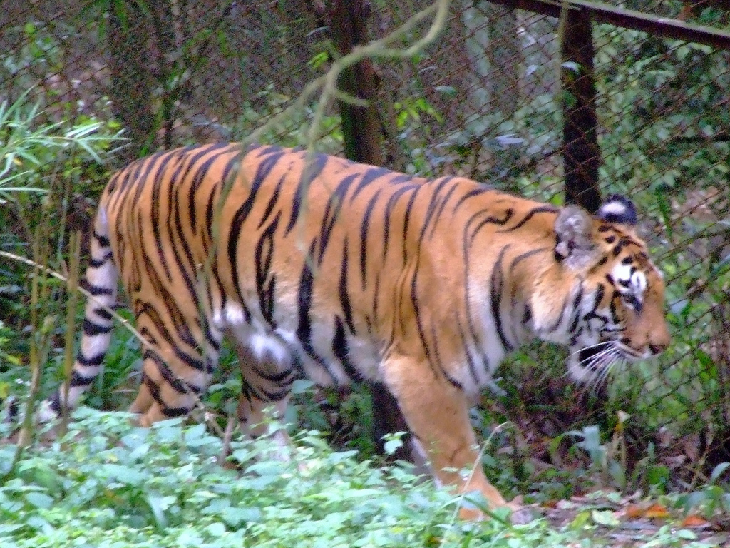 Padmaja Naidu Zoological Park - Darjeeling Image