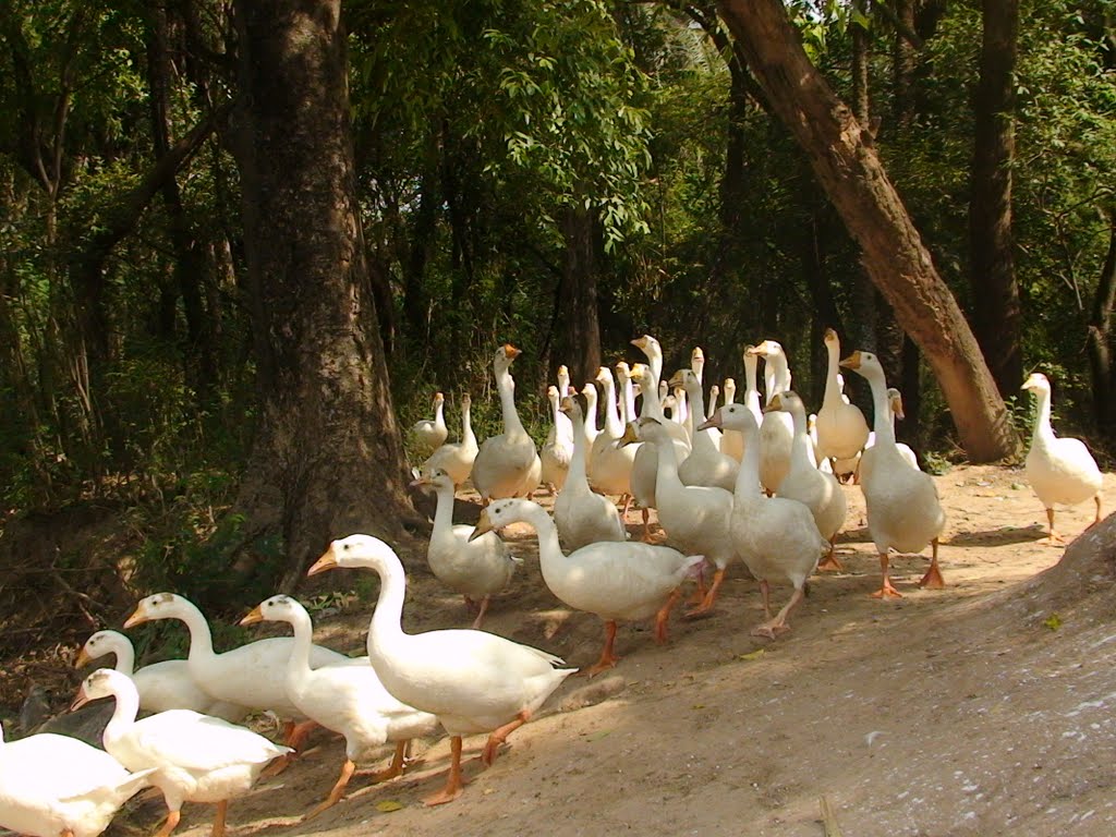 Chhatbir Zoo Image