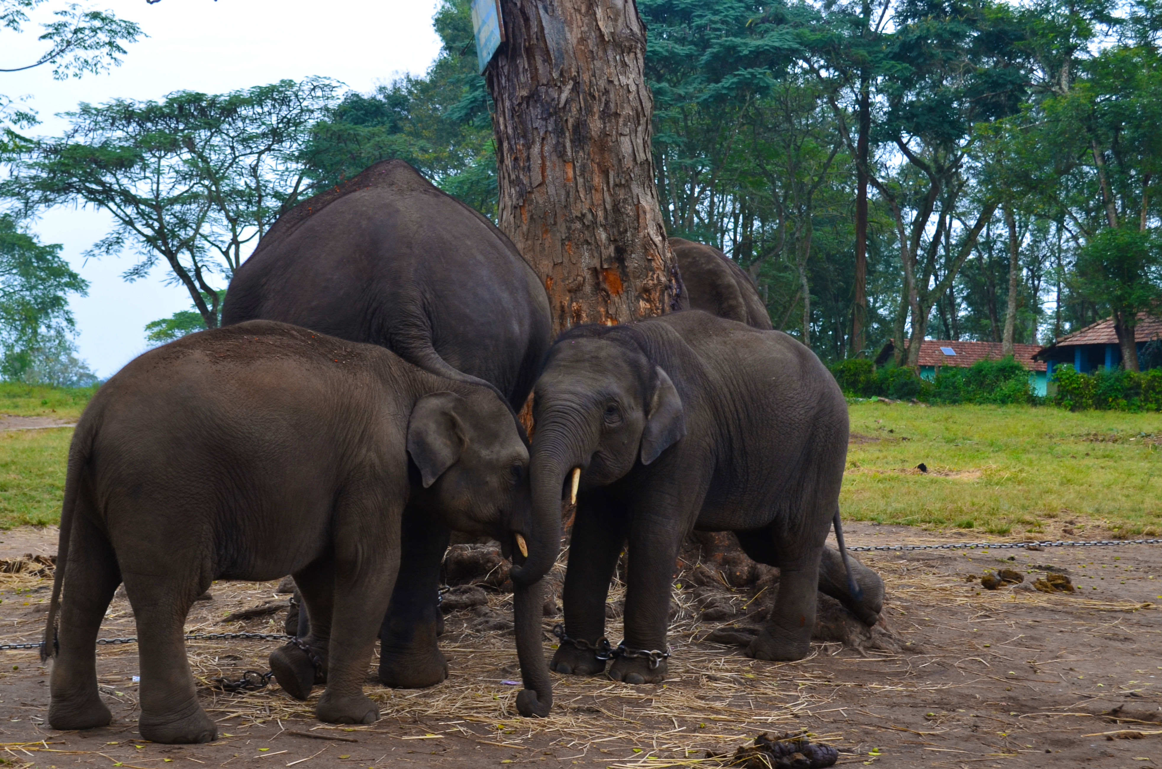 Dubare Elephant Camp Image