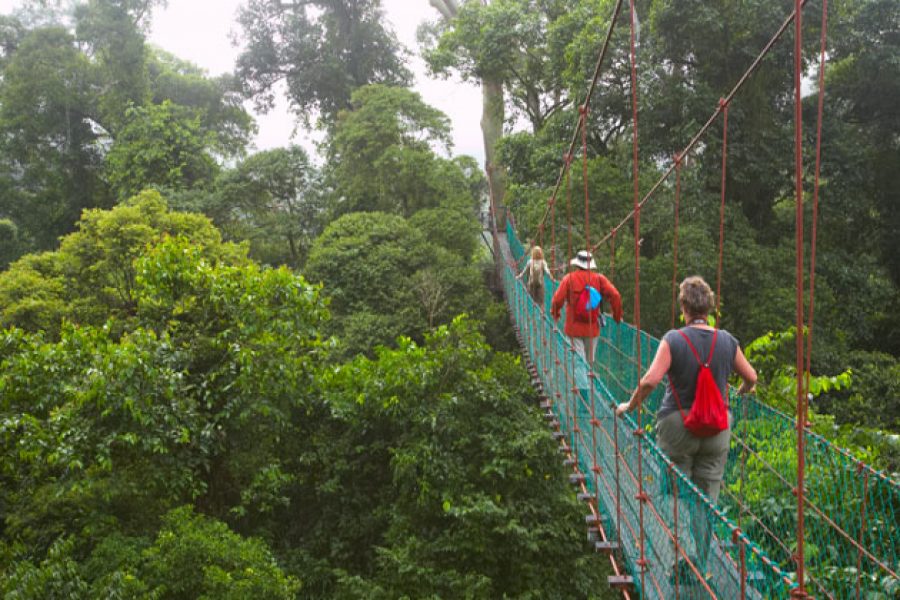 Jungle Walks Image