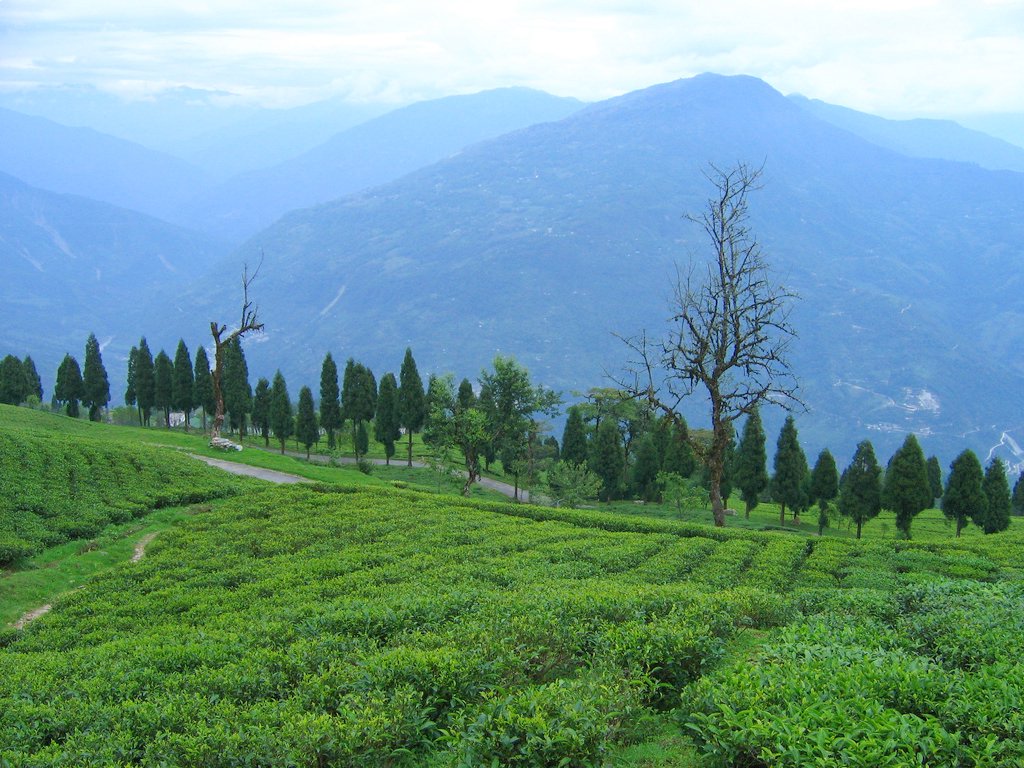 Ravangla Image