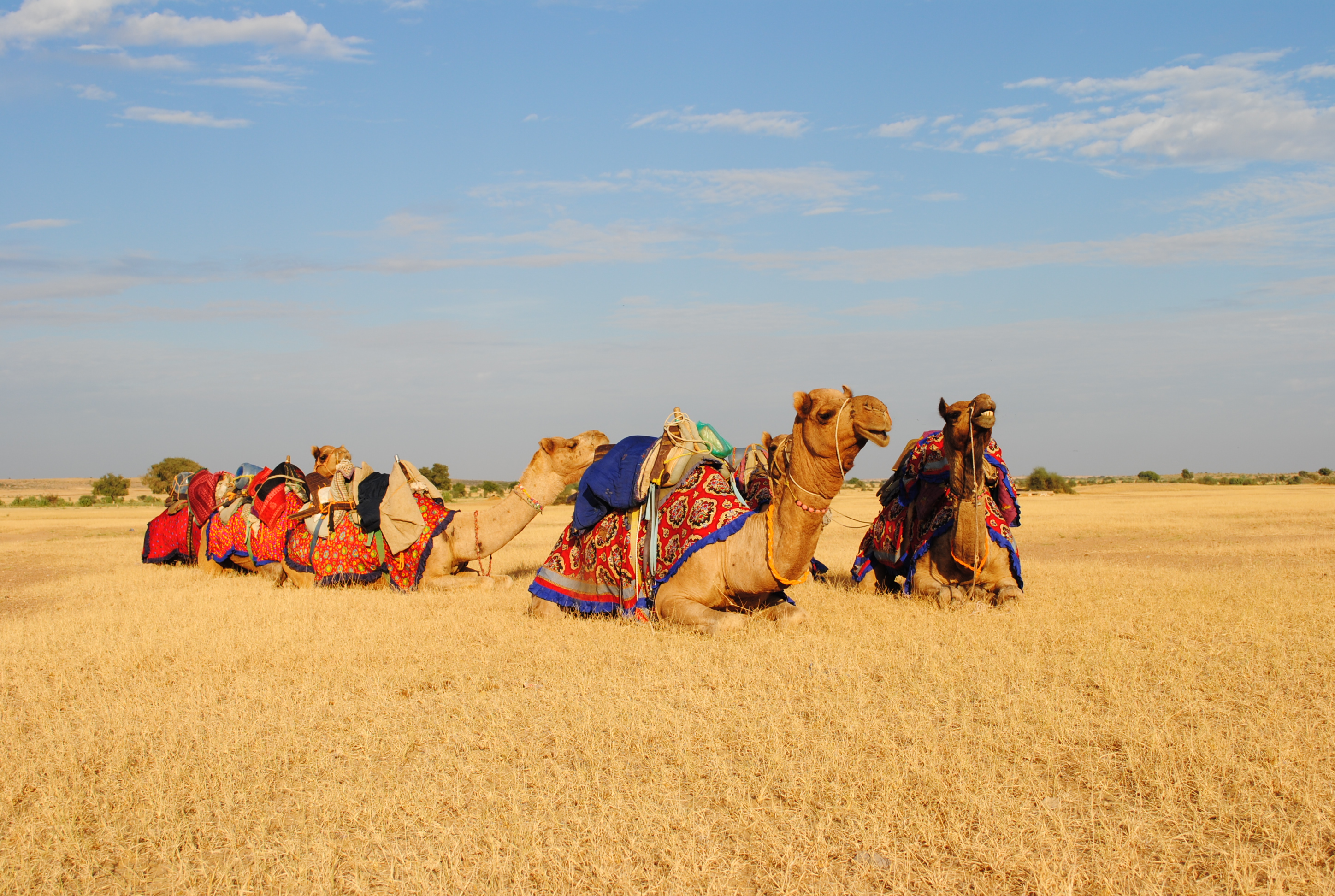 Kutch Image